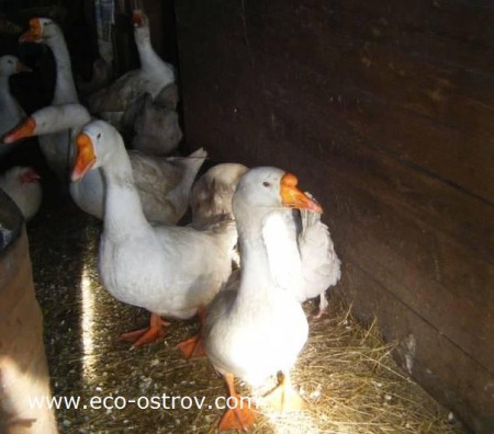 Яйцо гусиное - 170 руб/дес