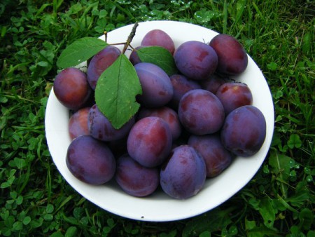 Сливы садовые (в сезон)